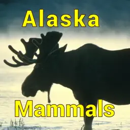 Alaska Mammals
